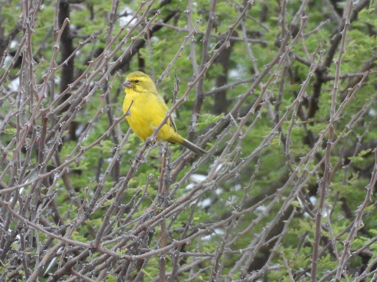 Sarı İskete - ML644213741