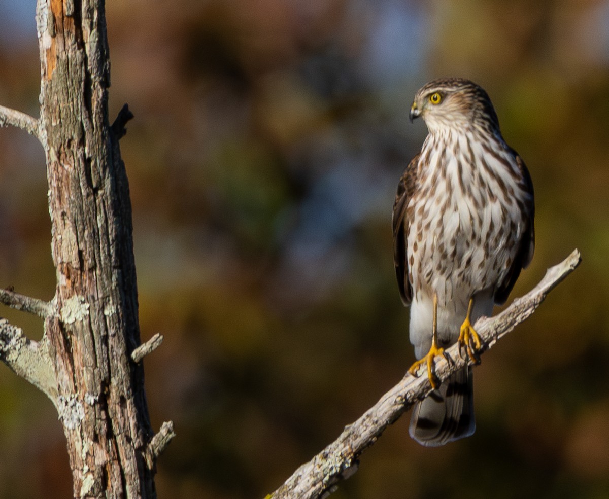 Sharp-shinned Hawk - ML644213775