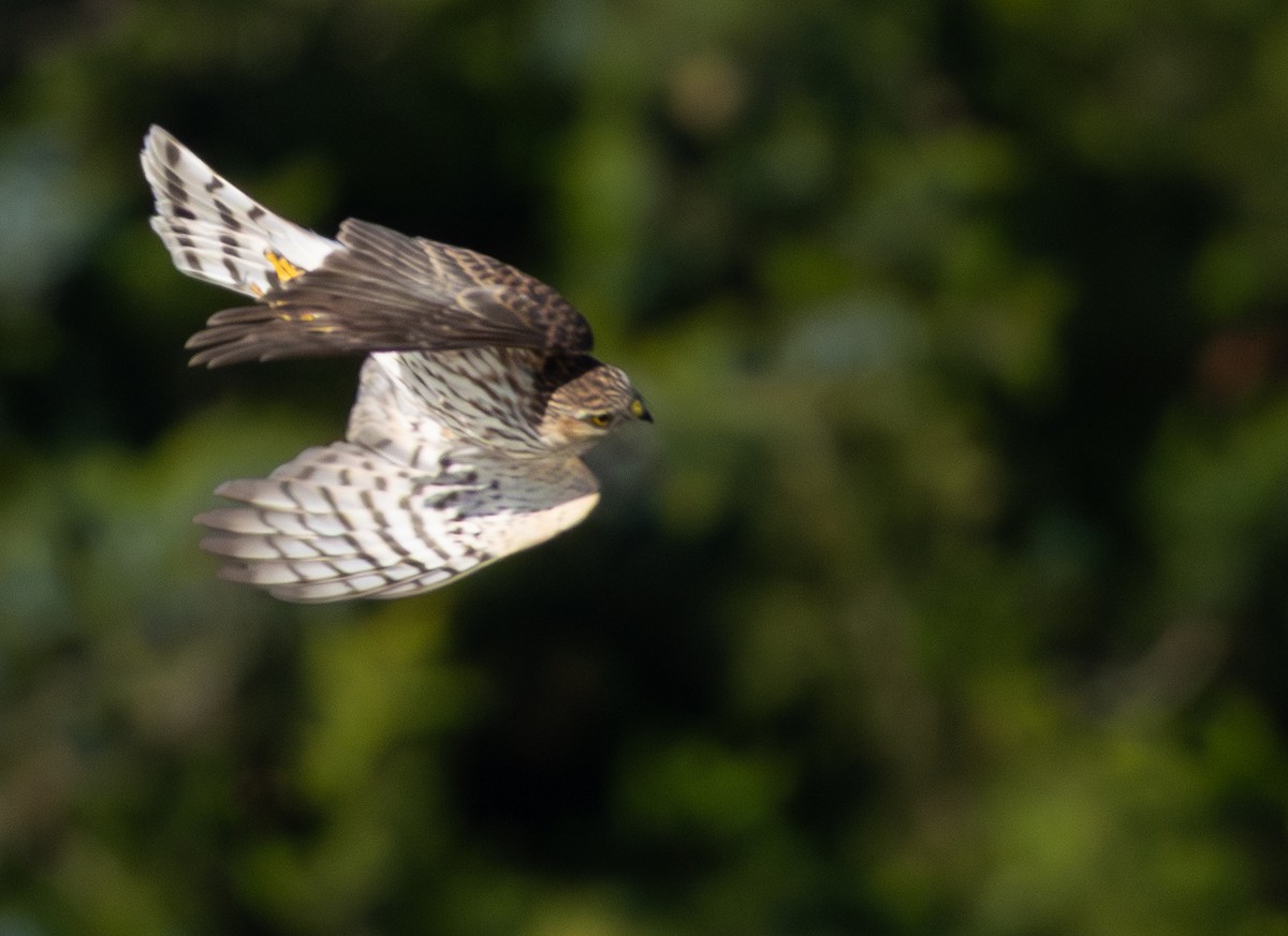 Sharp-shinned Hawk - ML644213776