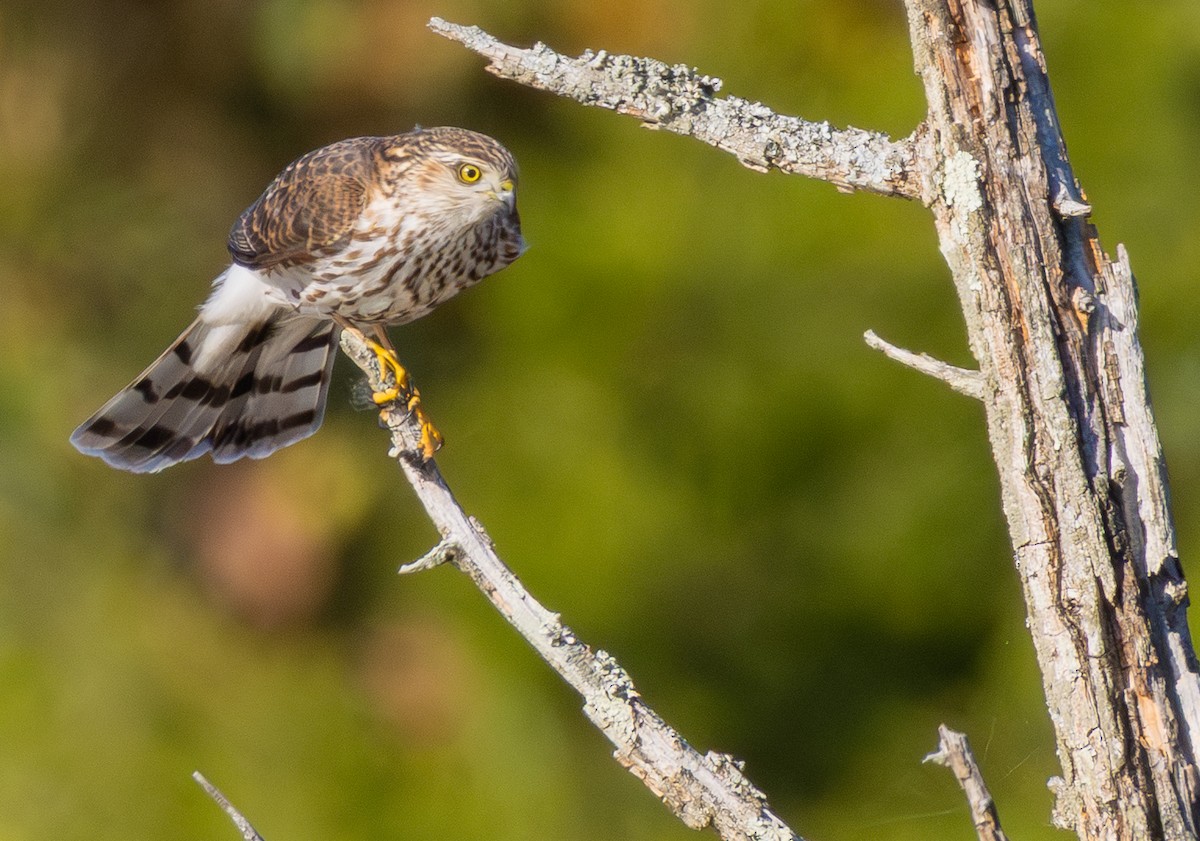 Sharp-shinned Hawk - ML644213777