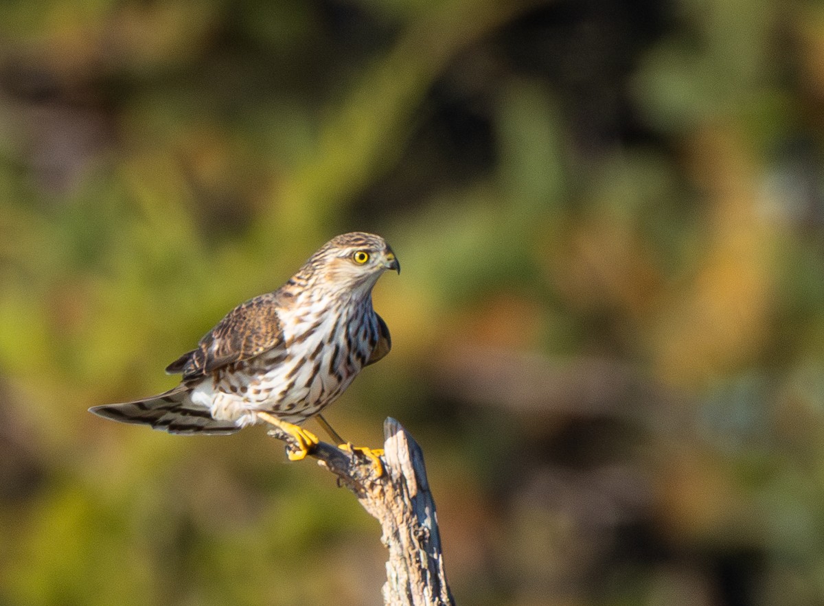 Sharp-shinned Hawk - ML644213778