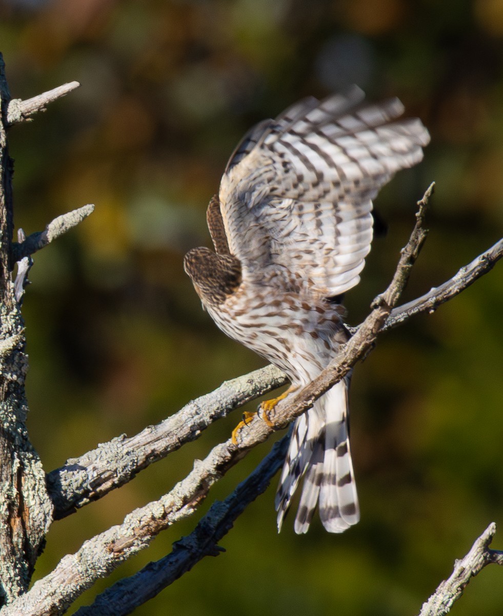 Sharp-shinned Hawk - ML644213779
