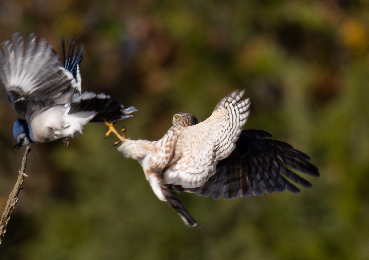 Sharp-shinned Hawk - ML644213780