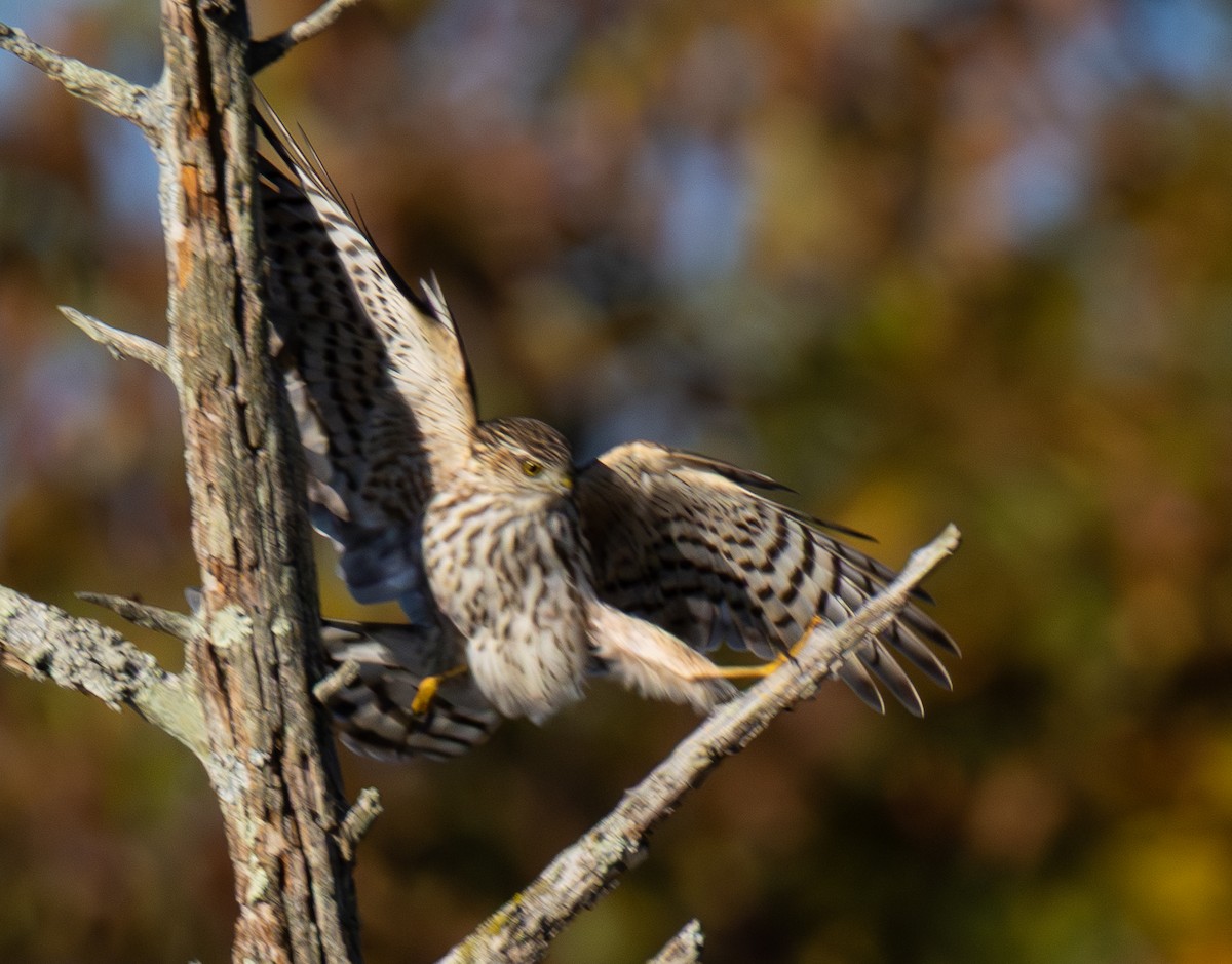 Sharp-shinned Hawk - ML644213781