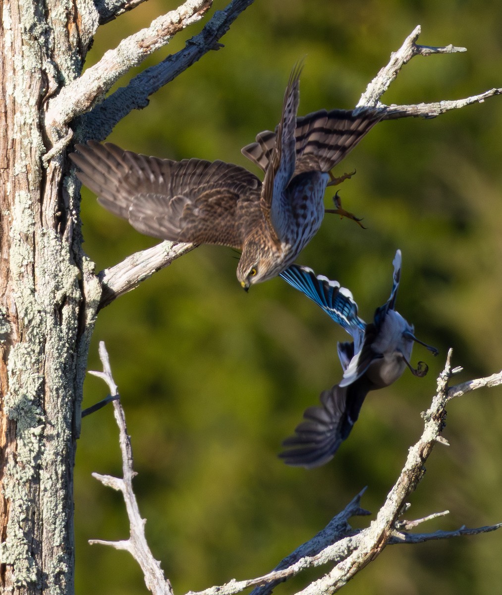 Sharp-shinned Hawk - ML644213782