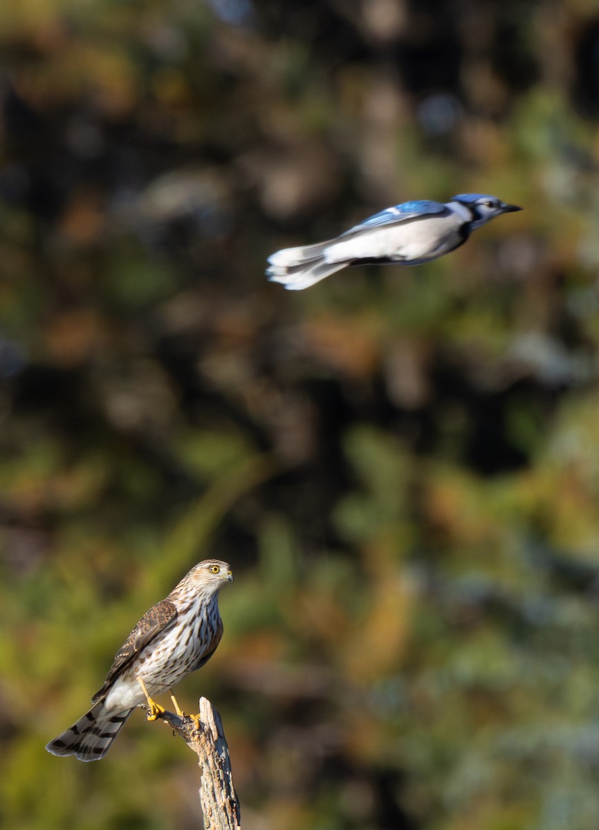 Sharp-shinned Hawk - ML644213783