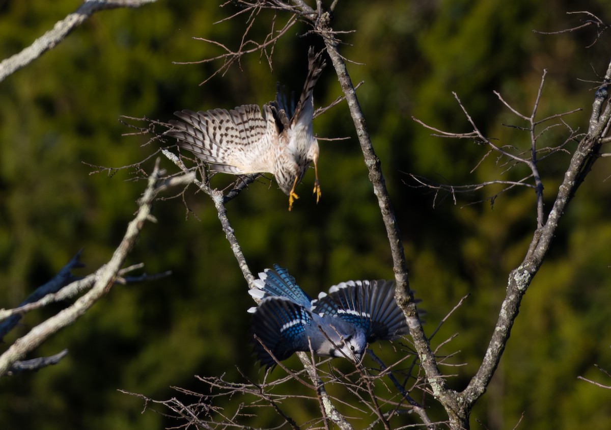 Sharp-shinned Hawk - ML644213784