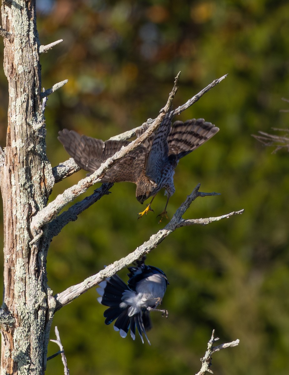 Sharp-shinned Hawk - ML644213785