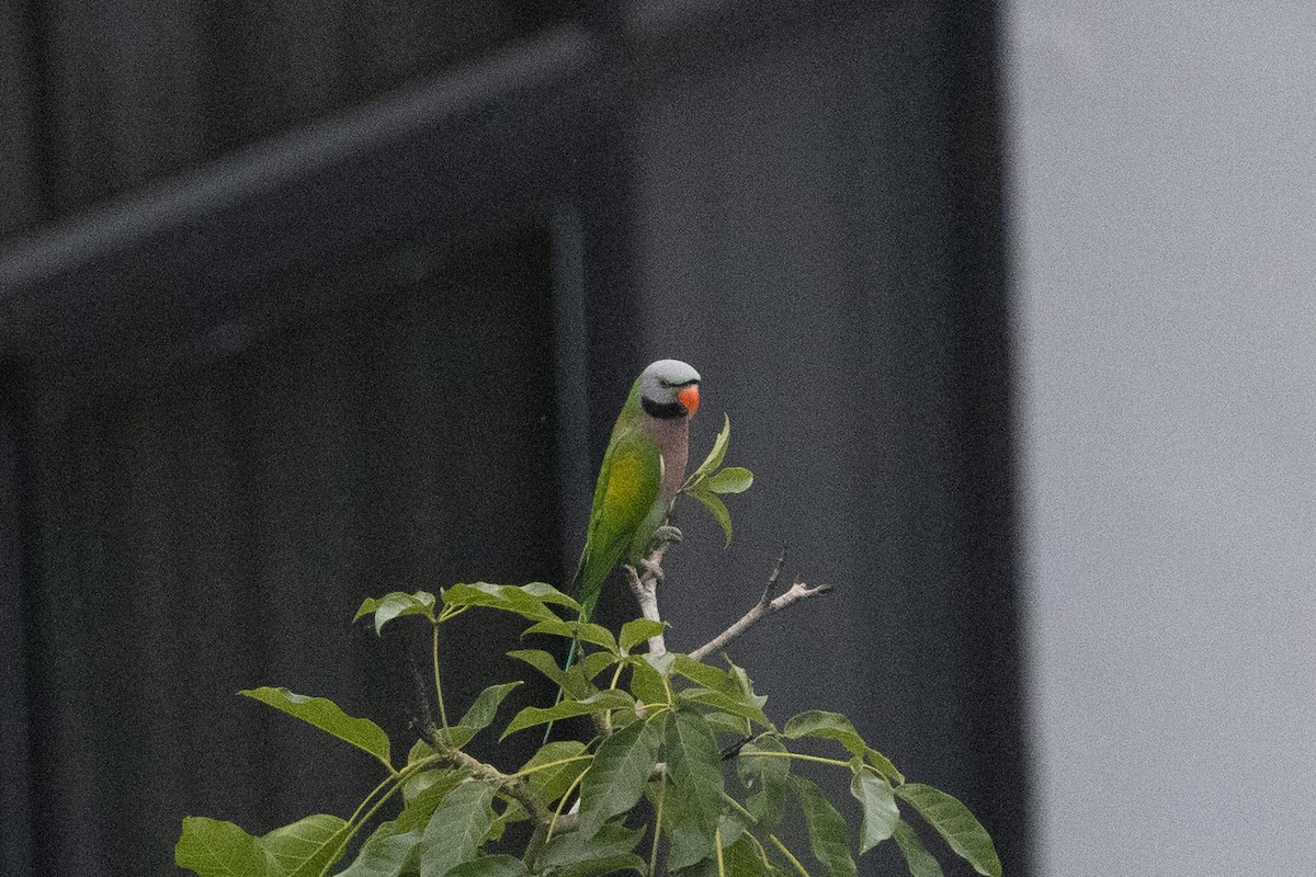 Red-breasted Parakeet - ML644213786