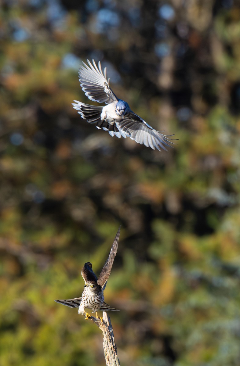 Sharp-shinned Hawk - ML644213787