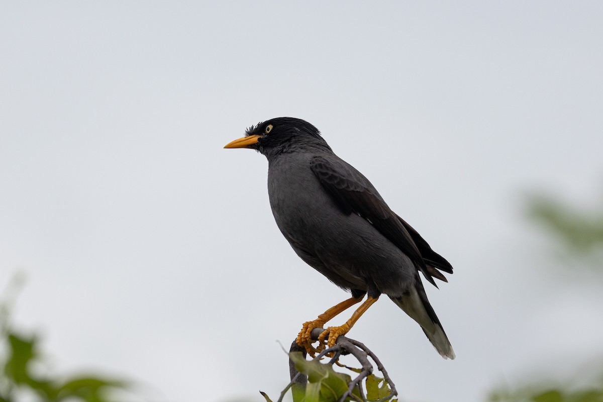 Javan Myna - ML644213789
