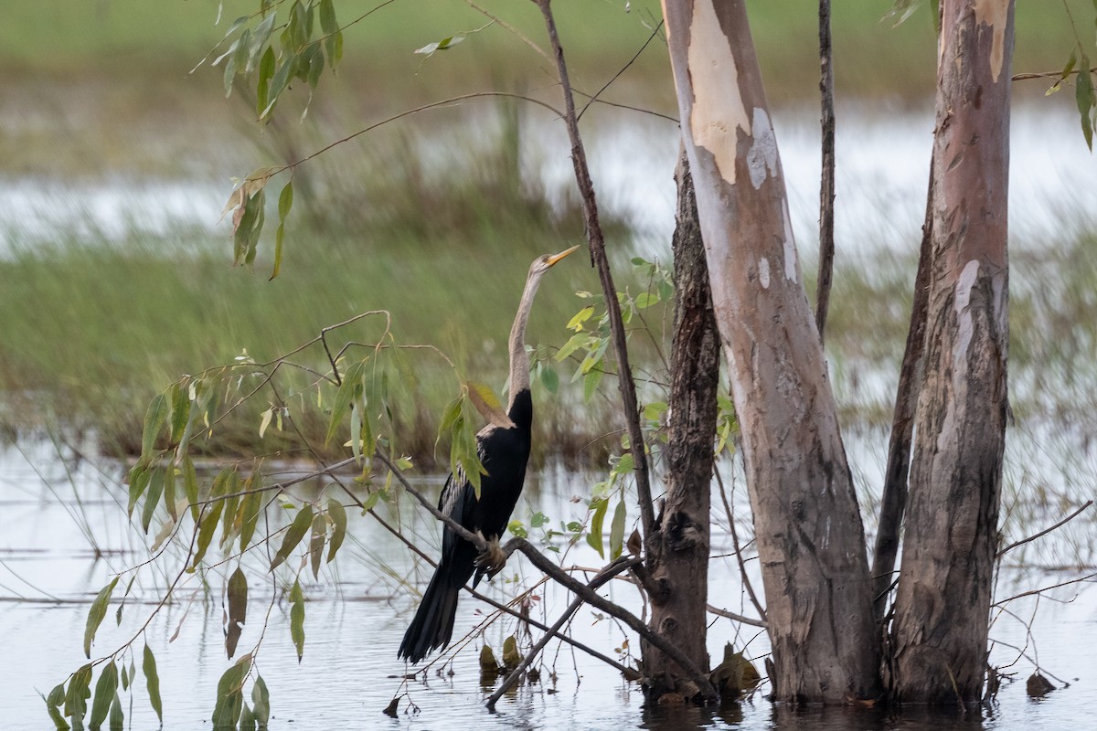 Anhinga roux - ML644213808