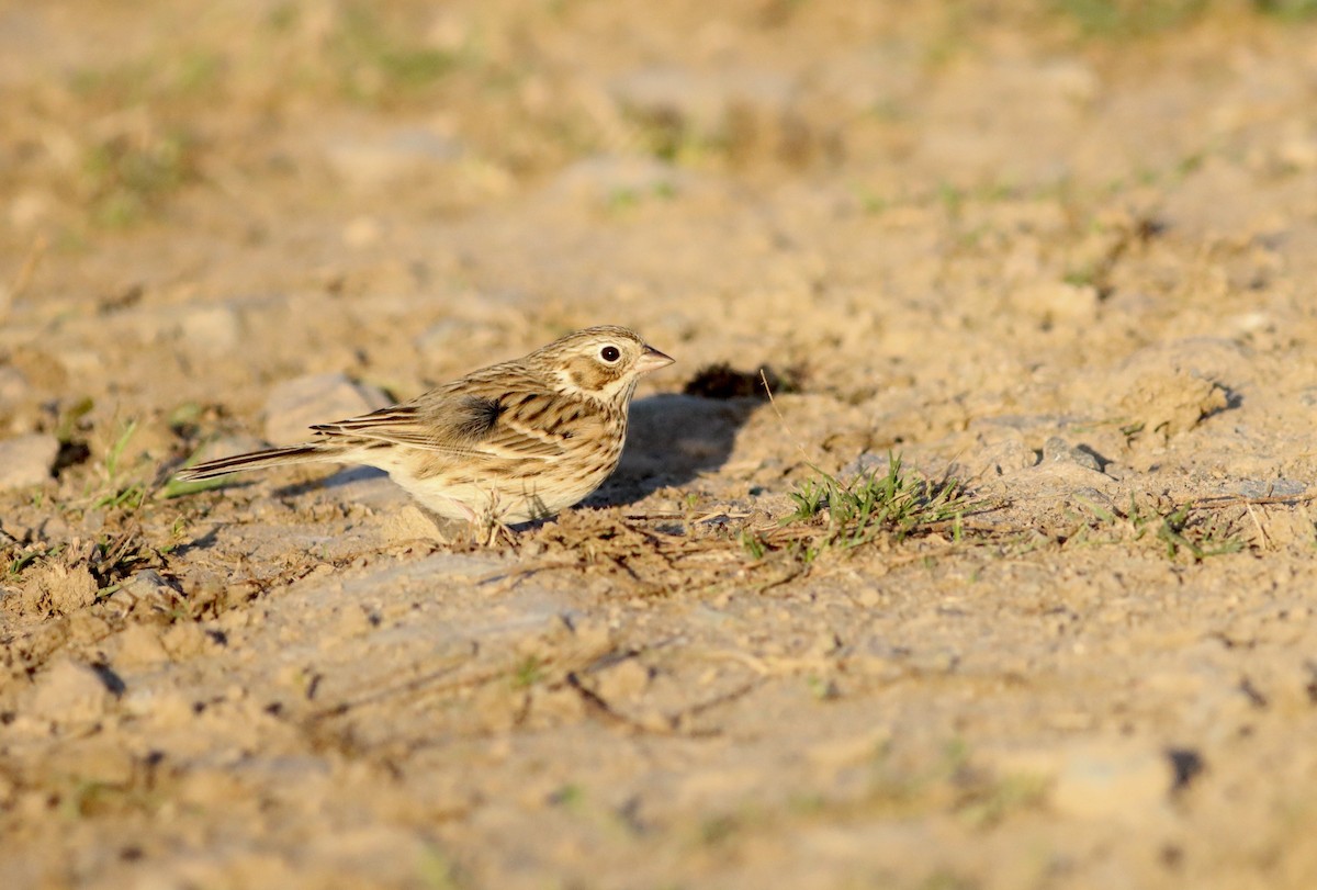 Vesper Sparrow - ML644213817