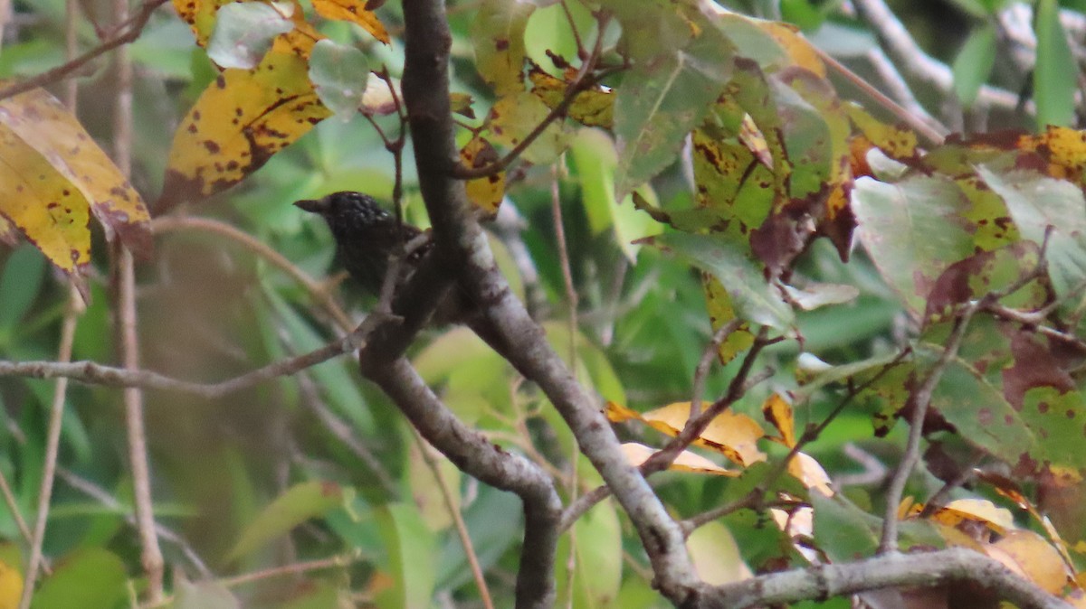 Black-hooded Antshrike - ML644213820