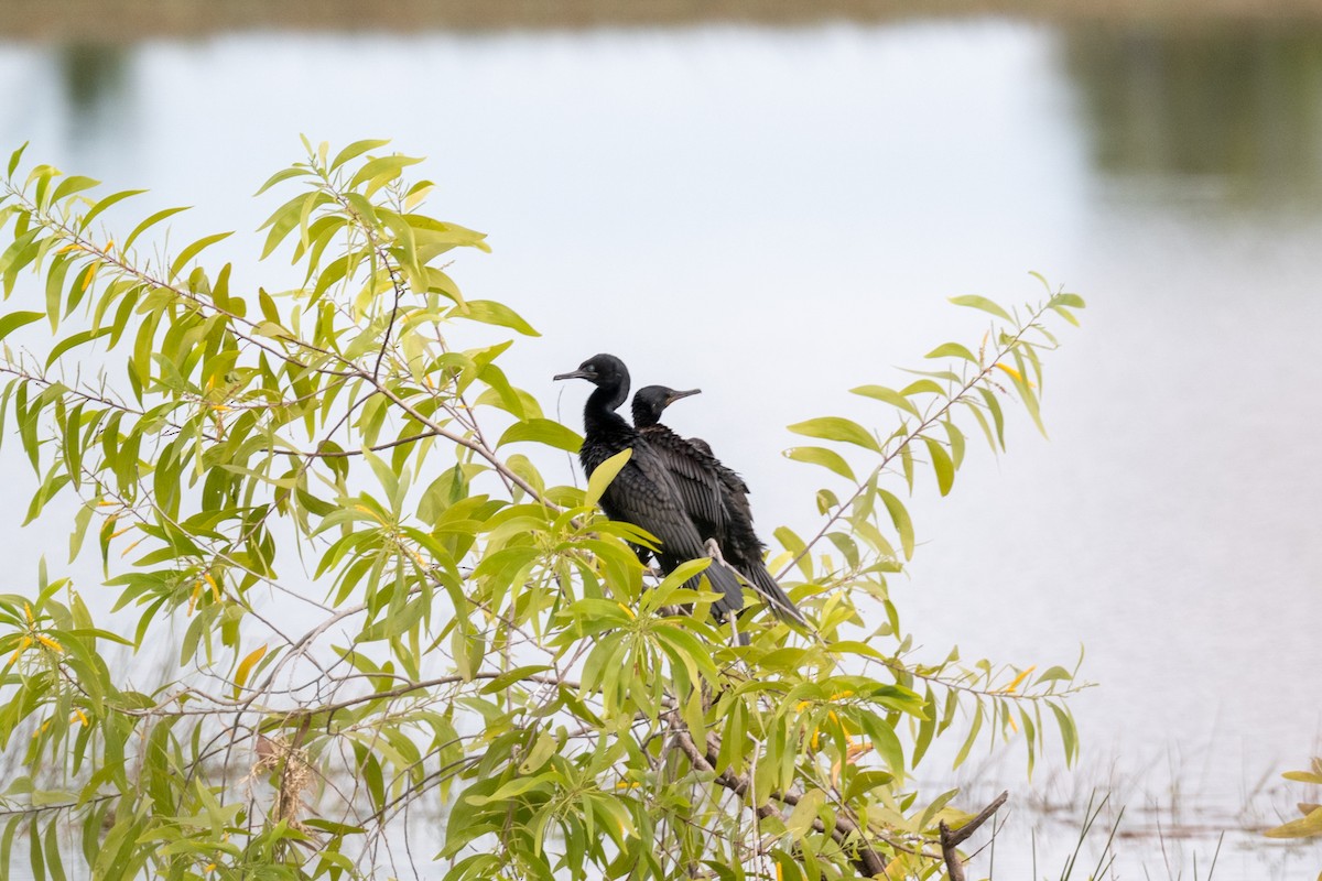 アジアコビトウ - ML644213821