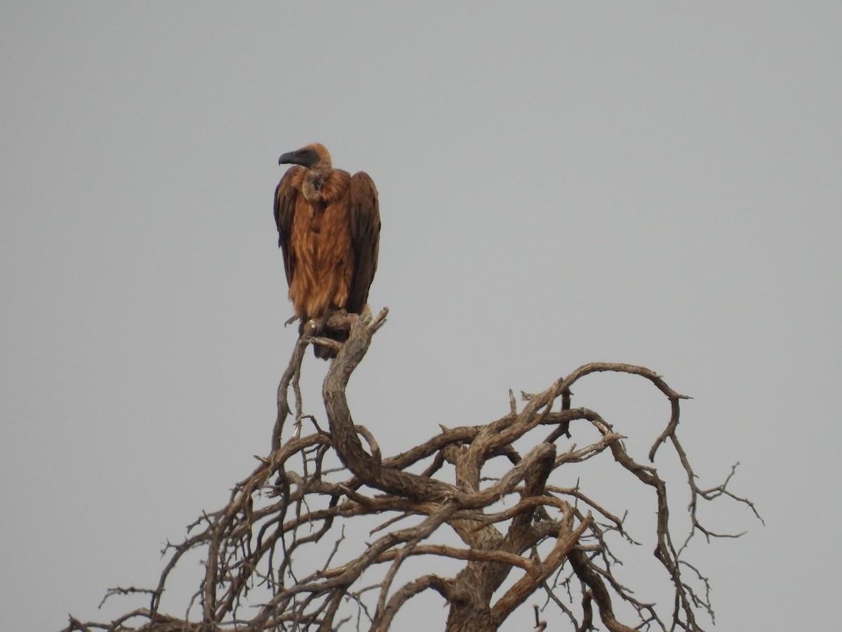 White-backed Vulture - ML644213822