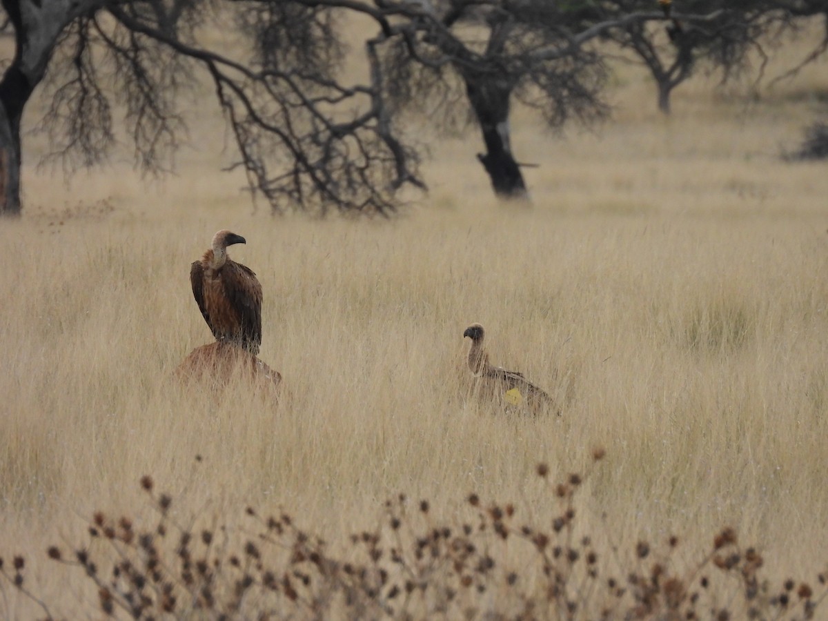 White-backed Vulture - ML644213823