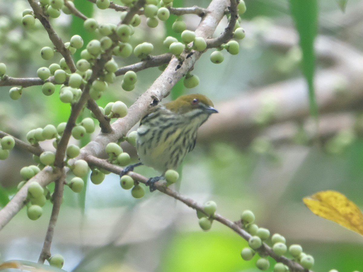 květozob prostý - ML644213828