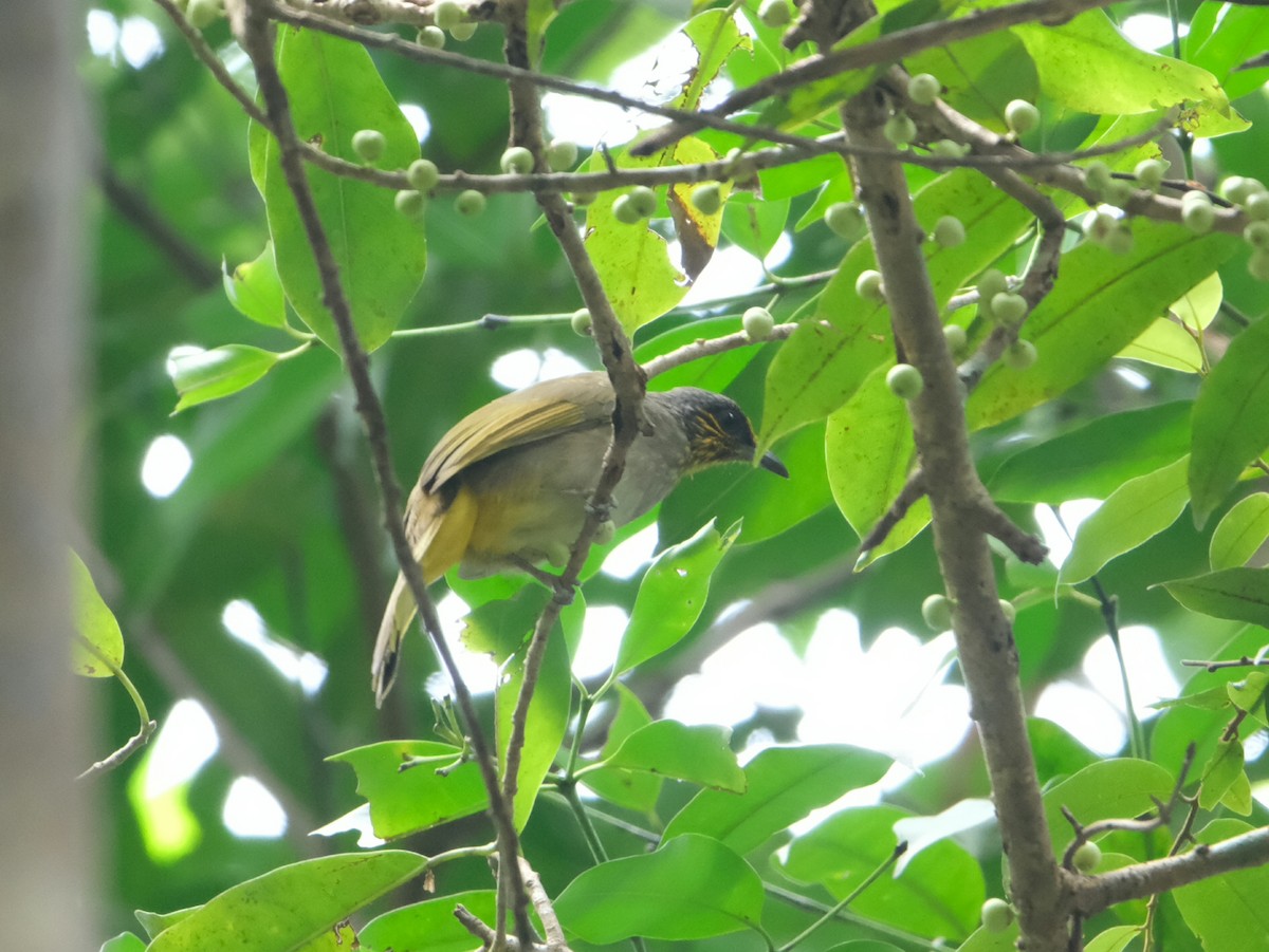 Stripe-throated Bulbul - ML644213834