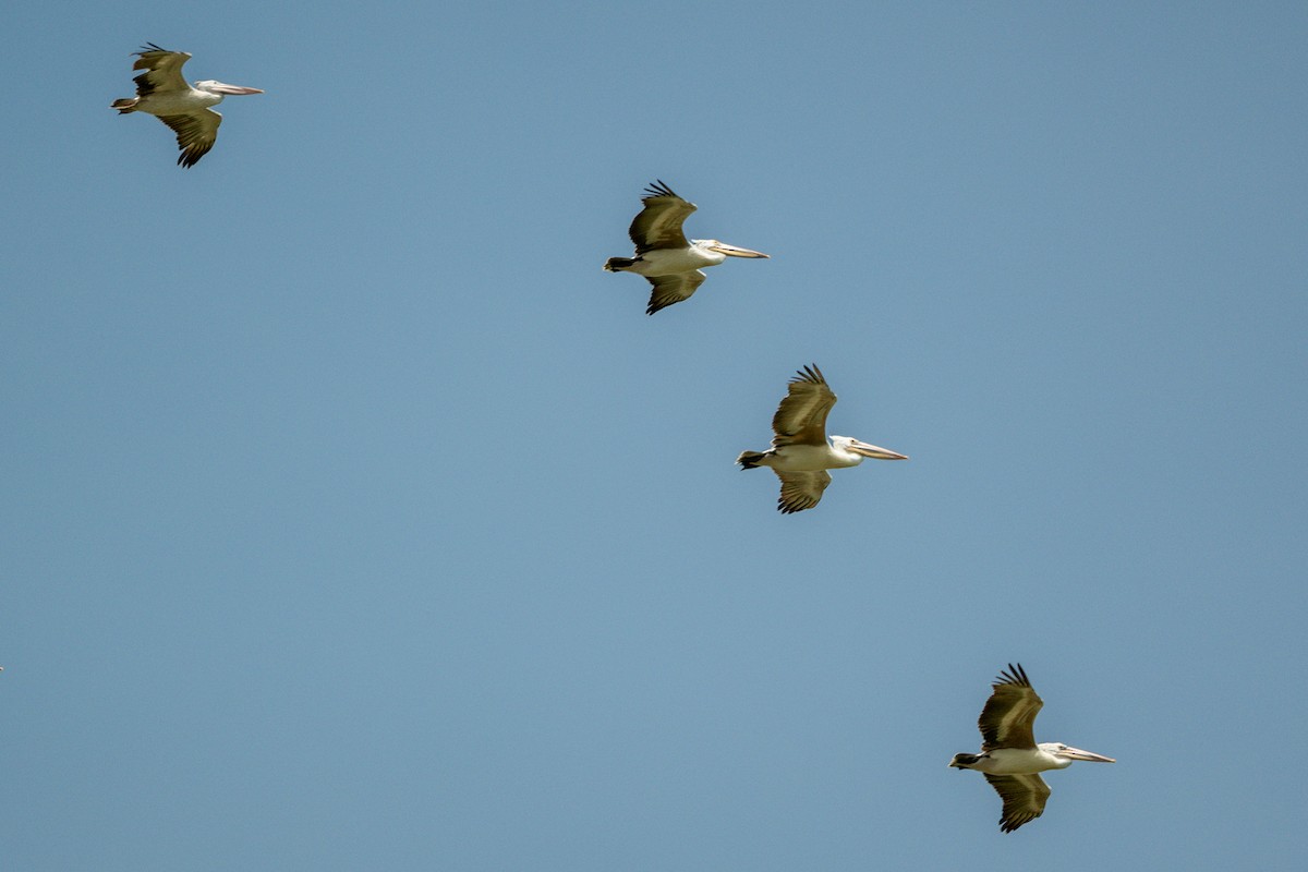 Graupelikan - ML644213837