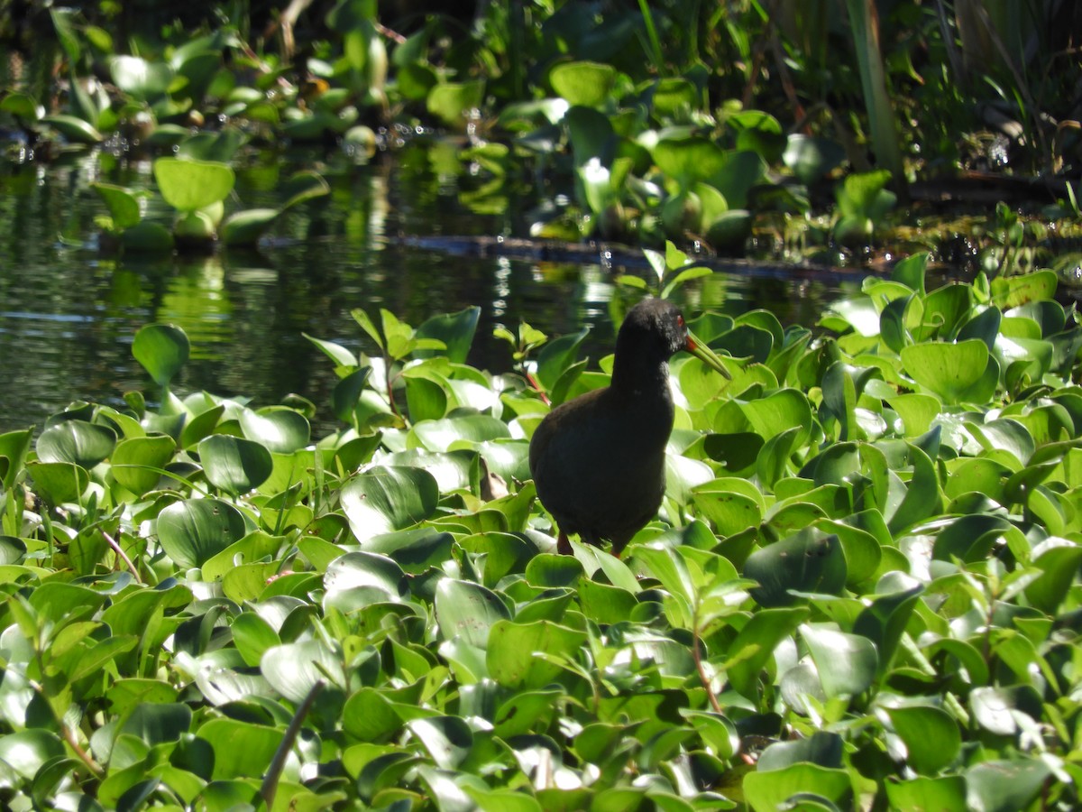 Grauralle - ML644213844