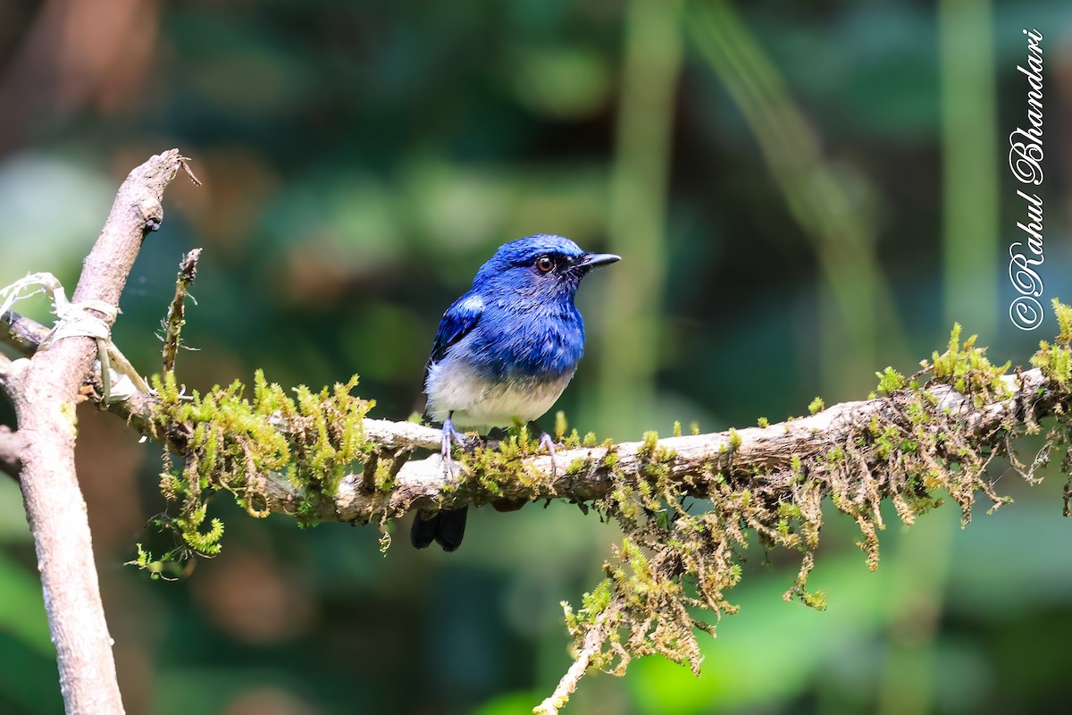 White-bellied Blue Flycatcher - ML644213847