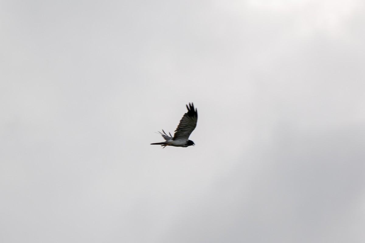 Eastern Marsh Harrier - ML644213852