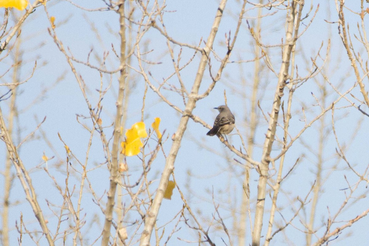 Northern Mockingbird - ML644213861
