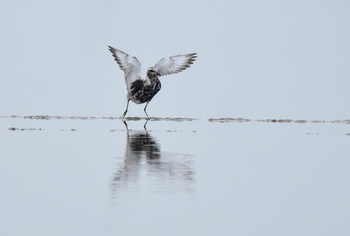 Black-bellied Plover - ML644213875
