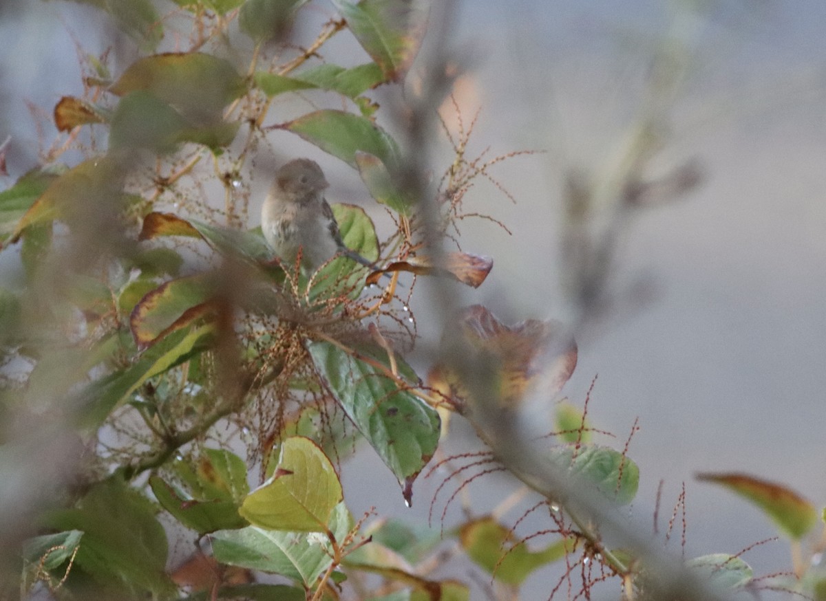 Field Sparrow - ML644213878