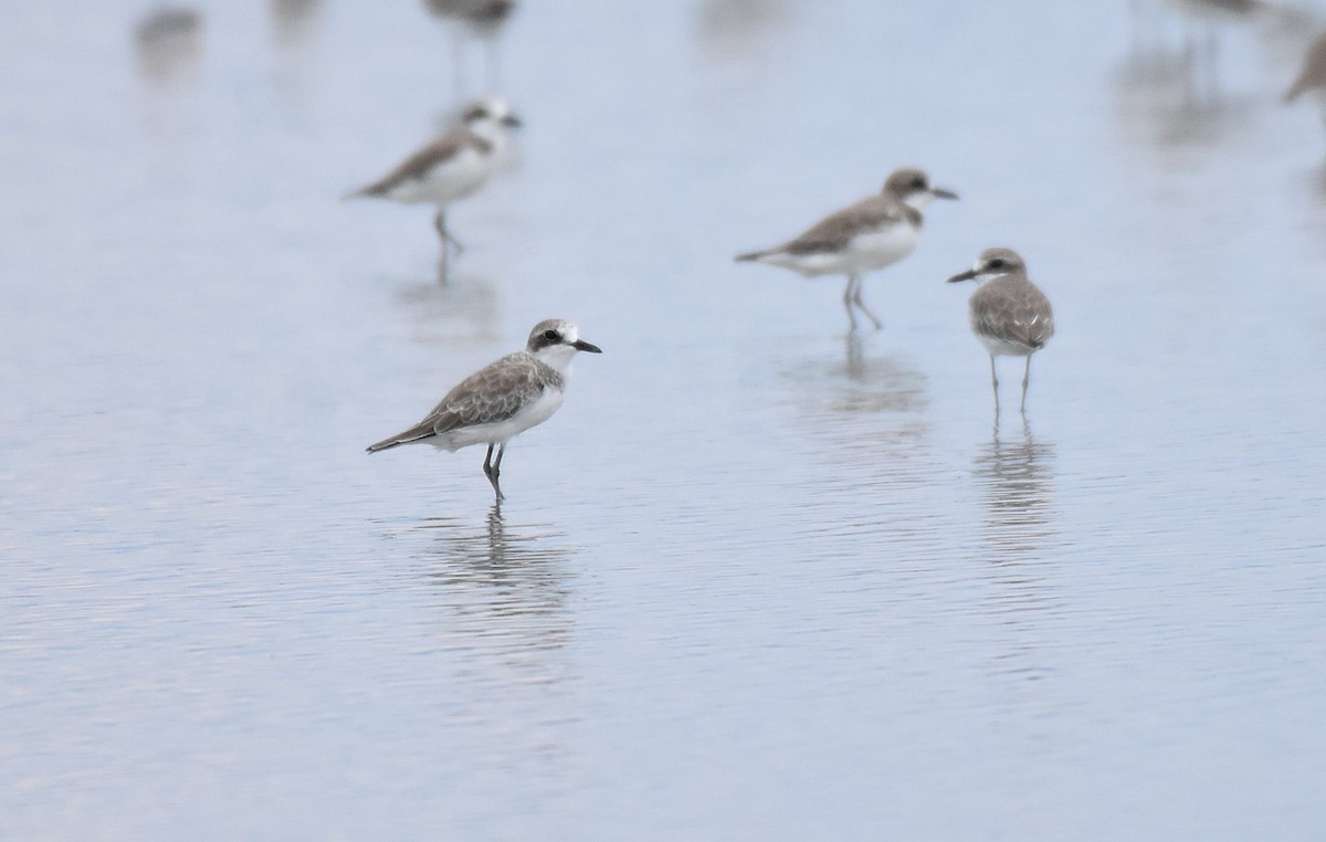 Greater Sand-Plover - ML644213886