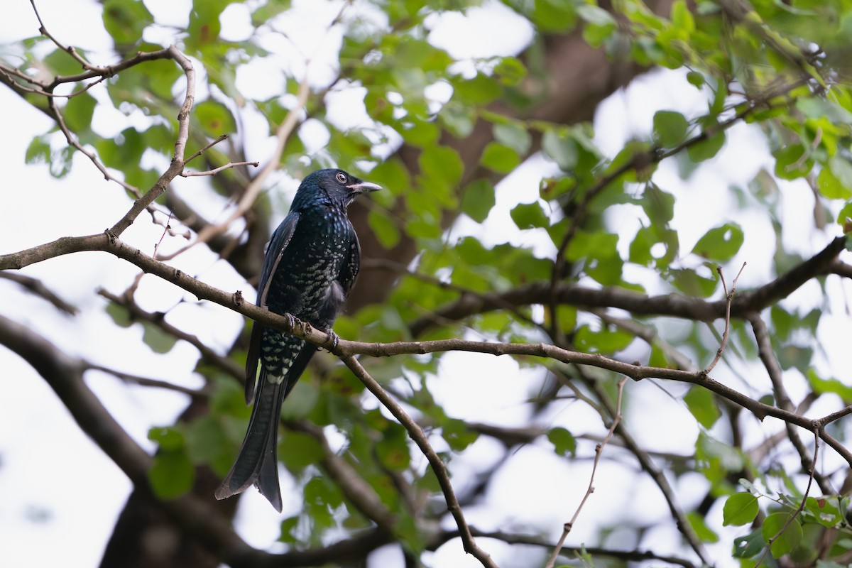 Crow-billed Drongo - ML644213889