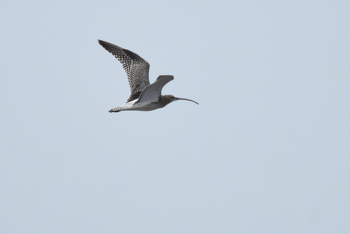 Eurasian Curlew - ML644213904