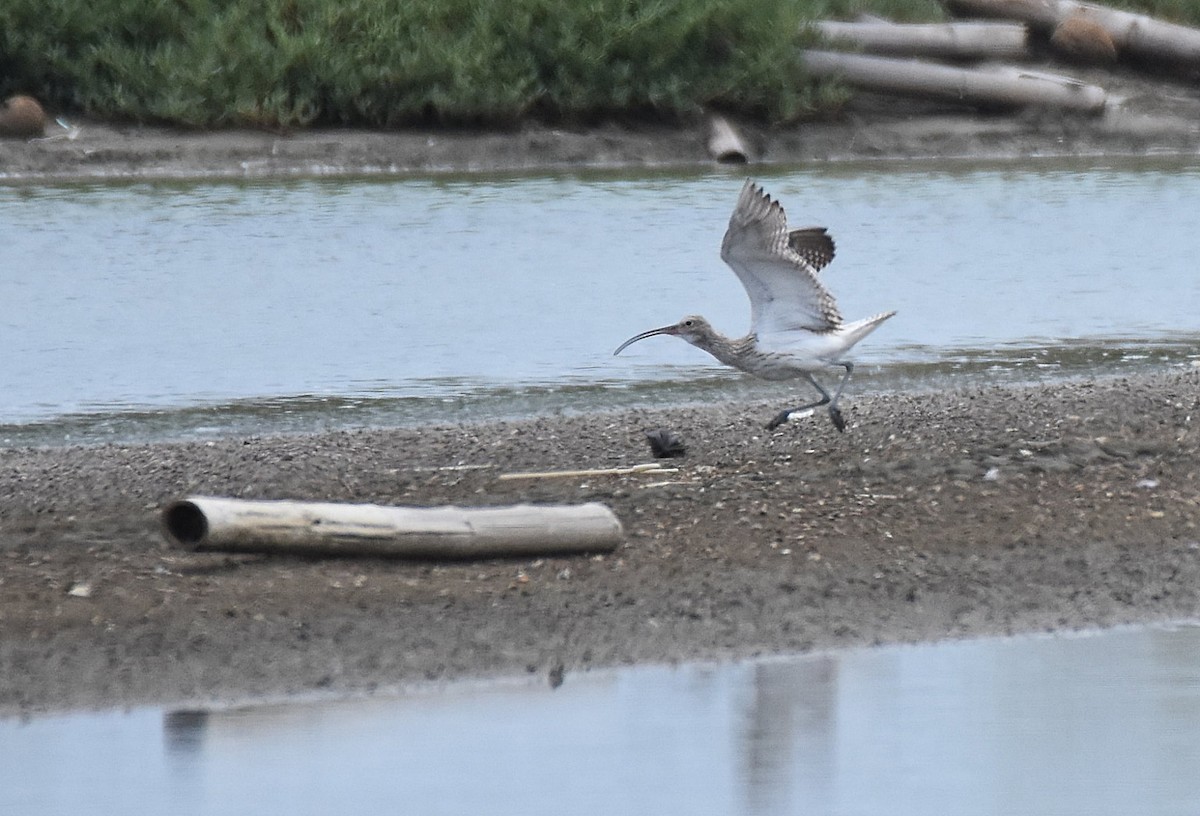 Eurasian Curlew - ML644213905