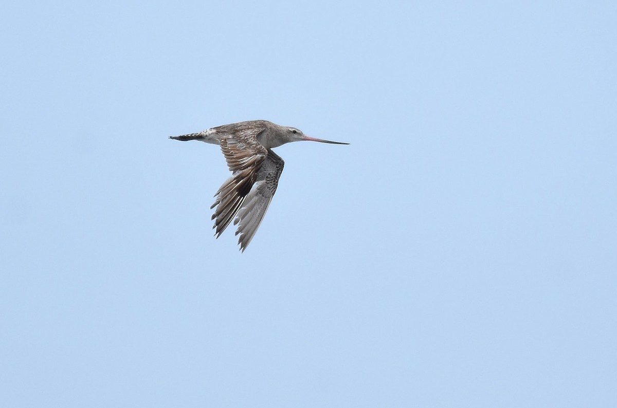 Bar-tailed Godwit - ML644213911