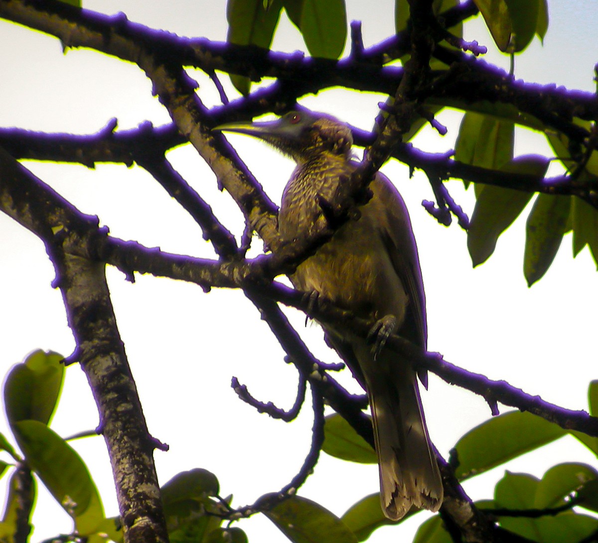 hjelmmunkefugl - ML644213915