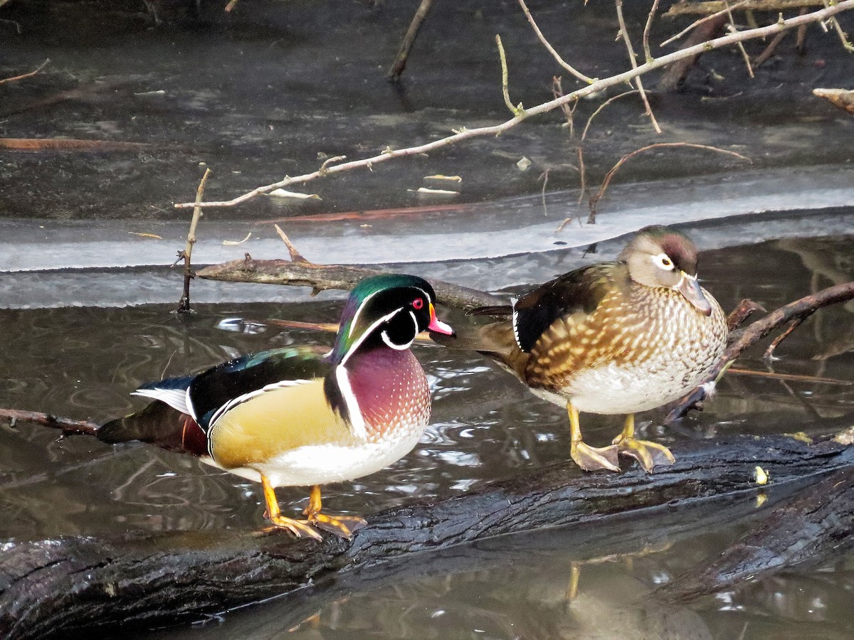 Canard branchu - ML644213920