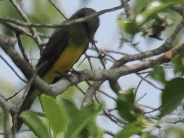 Tropical Kingbird - ML644213937