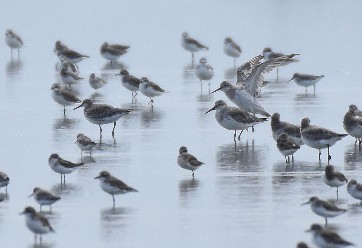Great Knot - ML644213946