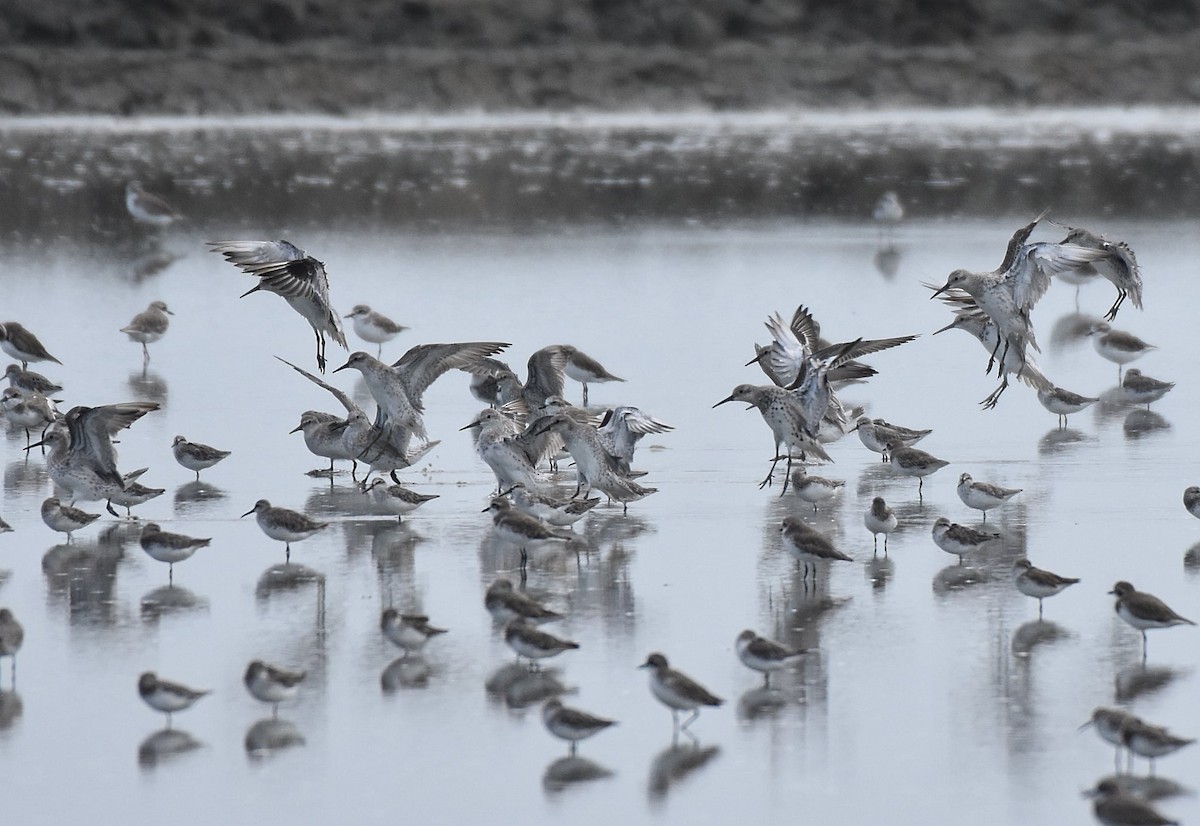 Great Knot - ML644213947