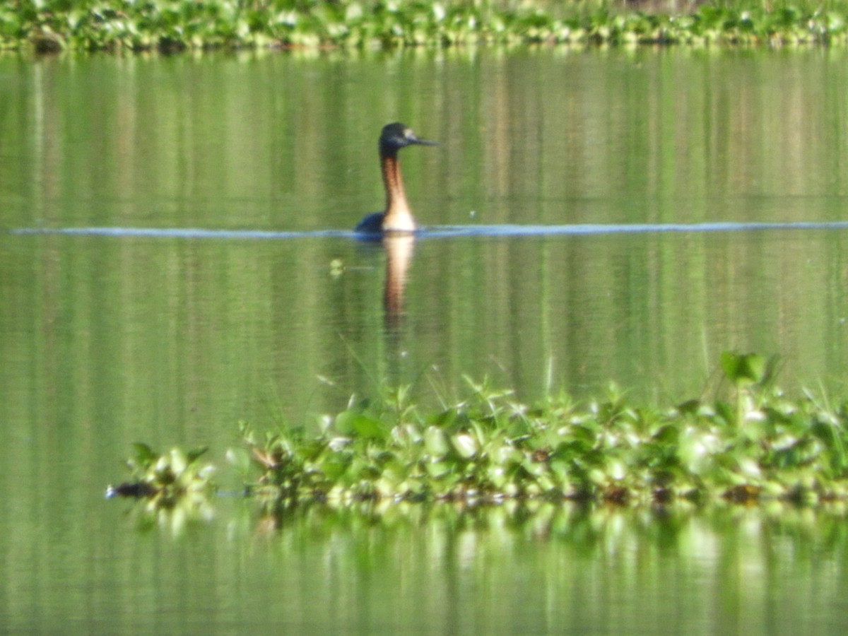 spyddykker - ML644213956