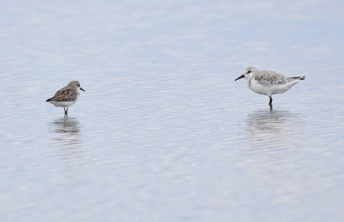 Sanderling - ML644213957
