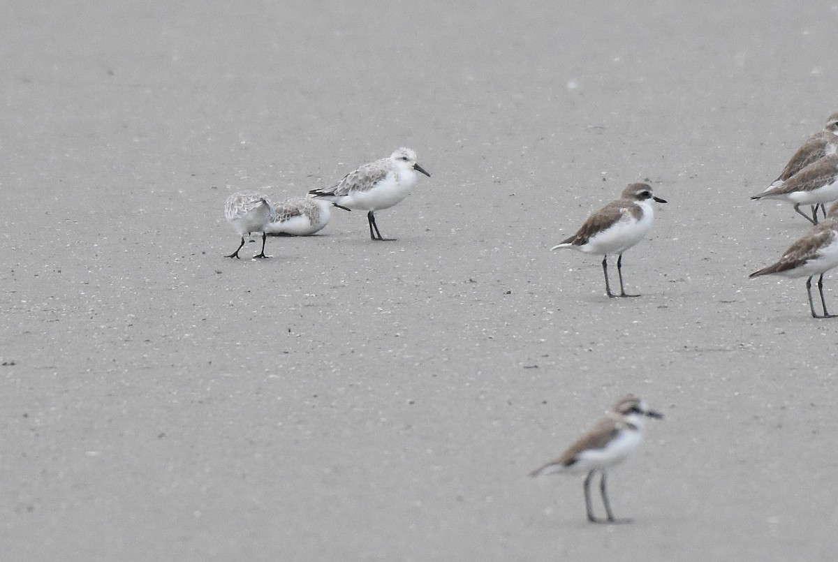 Sanderling - ML644213958