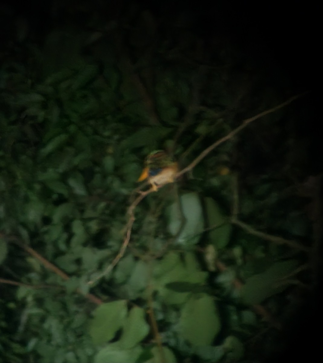 Rufous-collared Kingfisher - ML644213971