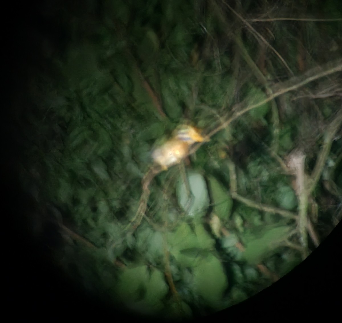 Rufous-collared Kingfisher - ML644213972