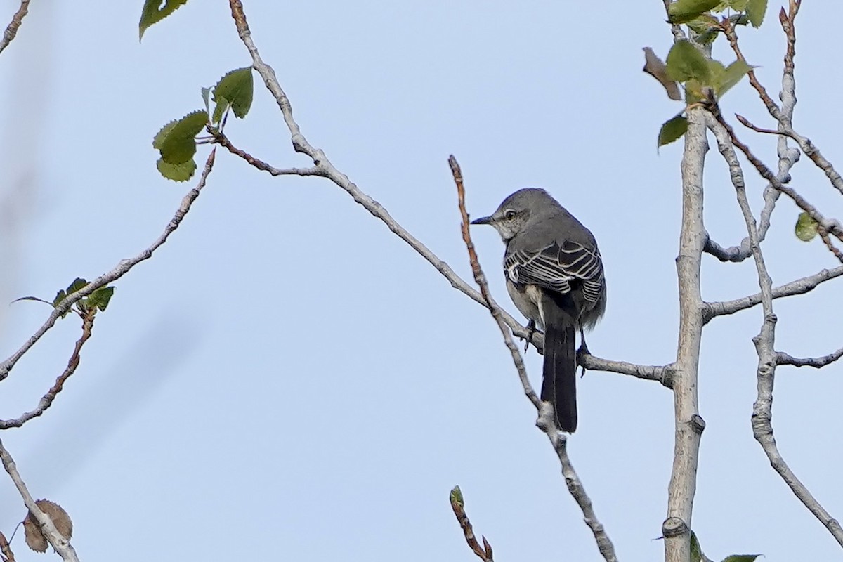 Northern Mockingbird - ML644213976
