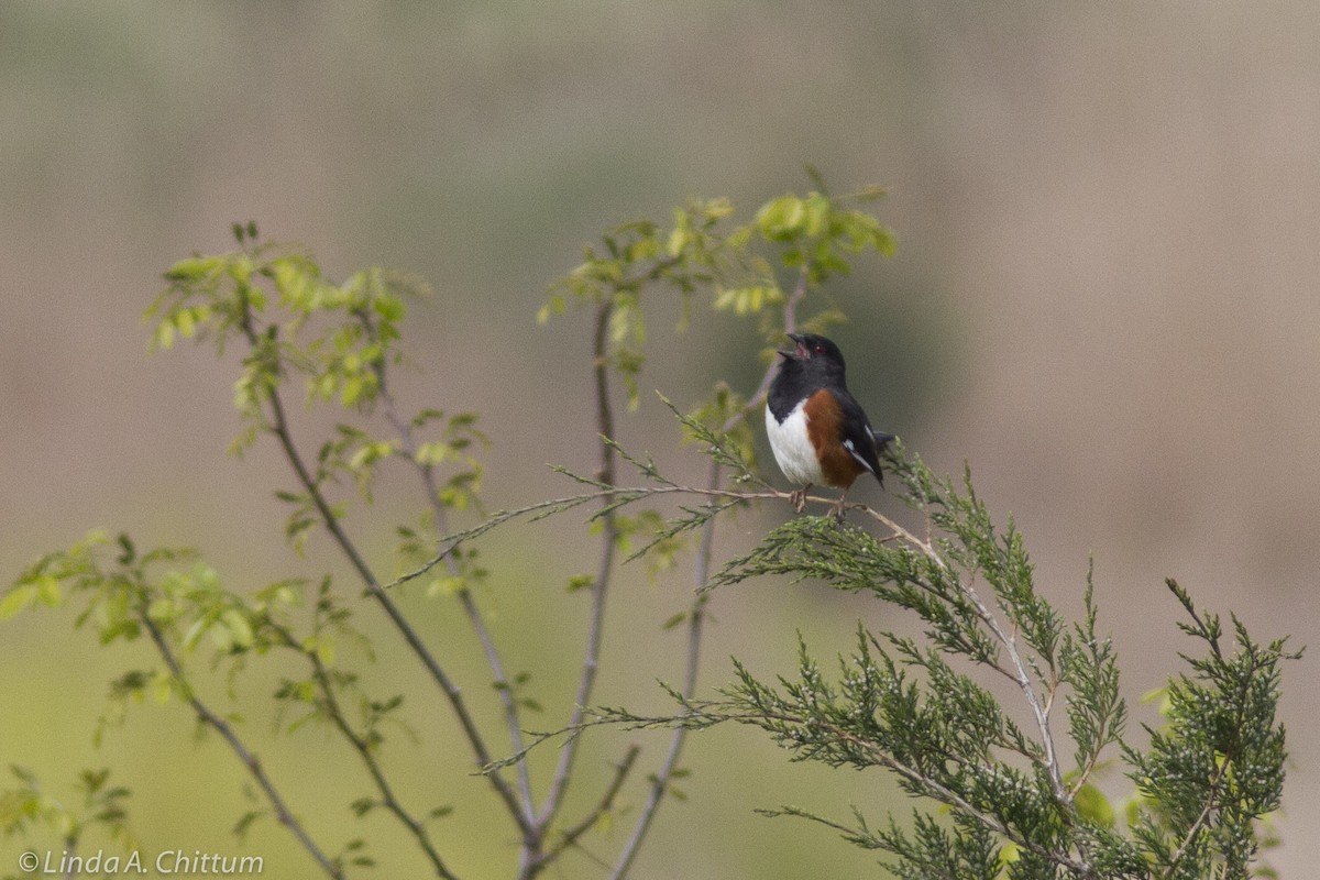 Eastern Towhee - ML644213979