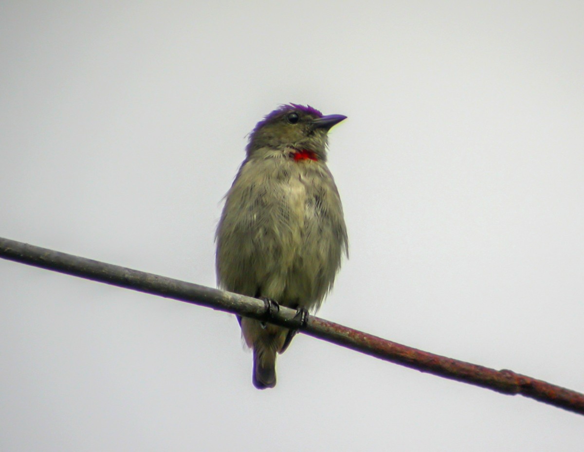 Red-capped Flowerpecker - ML644213981