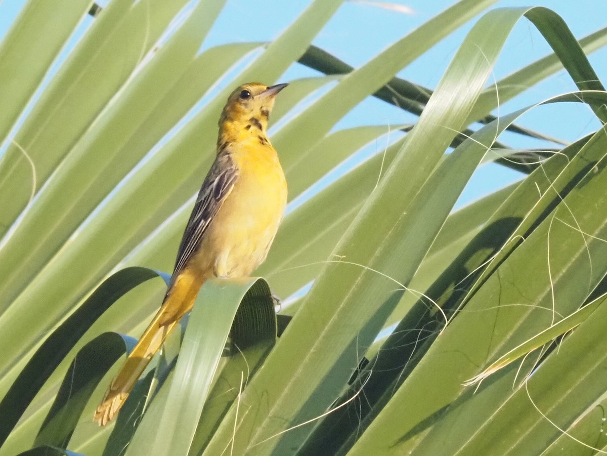 Hooded Oriole - ML644213982