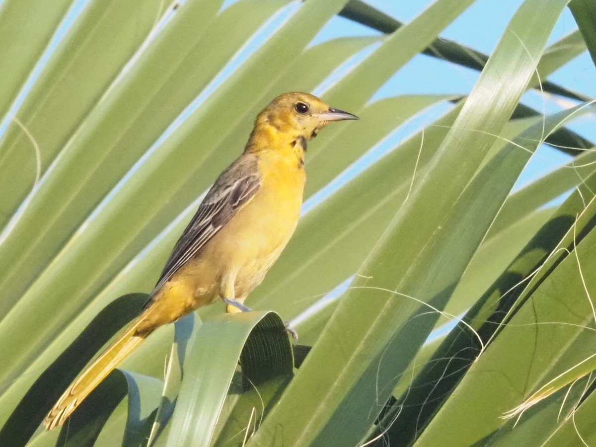 Hooded Oriole - ML644213983